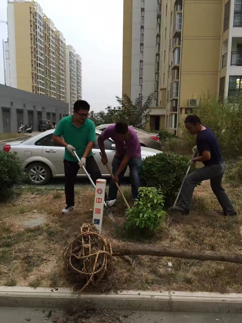 栽樹(圖1)