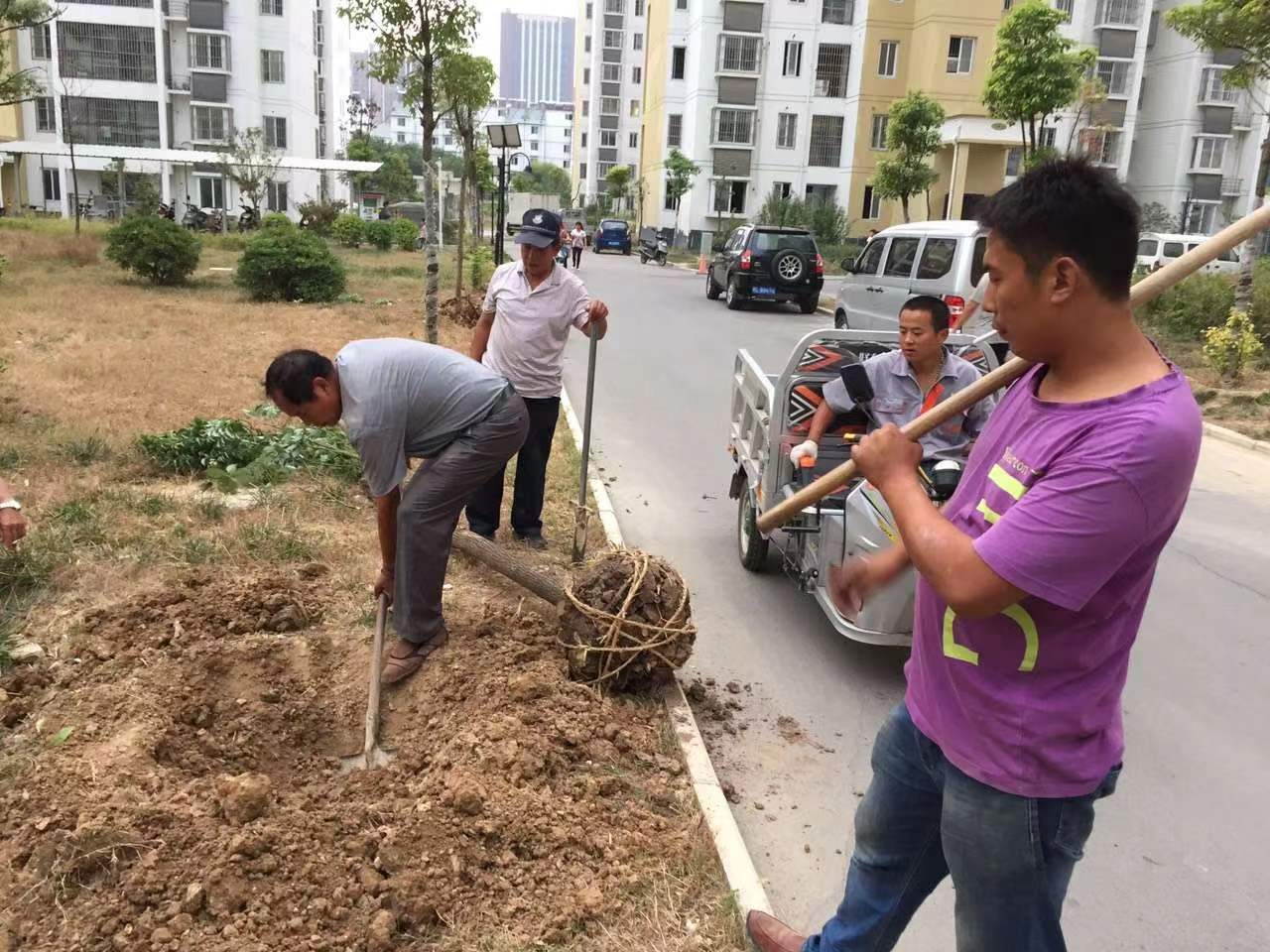 栽樹(圖1)